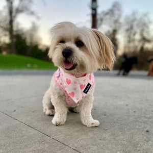Blushing Love Dog Harness Matching Walking Set