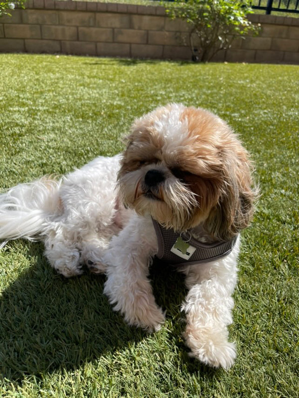 Grey Step-in Vest Harness for Small Dogs & Cats