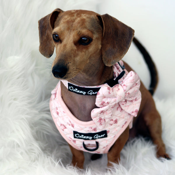 Teddy Coquette Dog Harness Matching Walking Set
