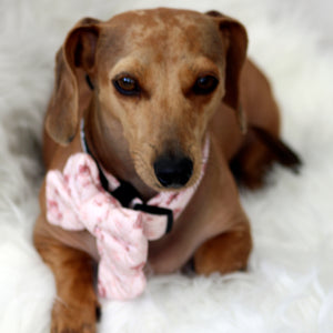 Teddy Coquette Dog Harness Matching Walking Set