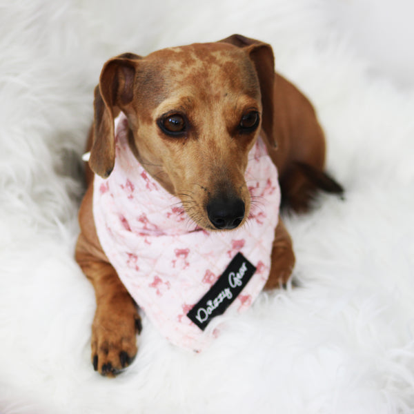 Teddy Coquette Dog Harness Matching Walking Set