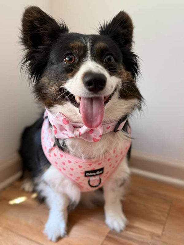 Blushing Love Dog Harness Matching Walking Set