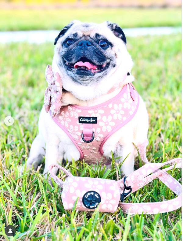 Cocoa Bloom Dog Harness Matching Walking Set