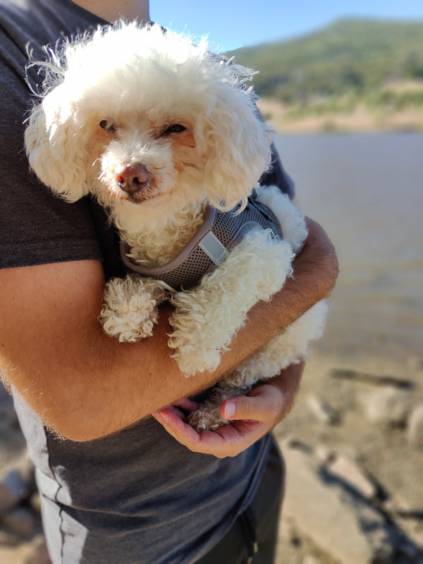 Grey Step-in Vest Harness for Small Dogs & Cats