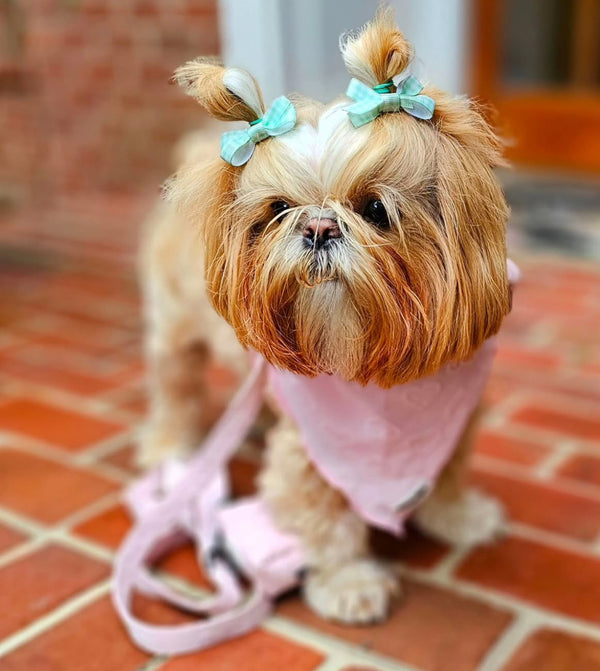 Petite Amour Pink Dog Harness Matching Walking Set