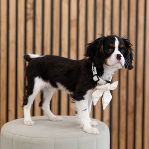 Petite Amour Cream Dog Harness Matching Walking Set