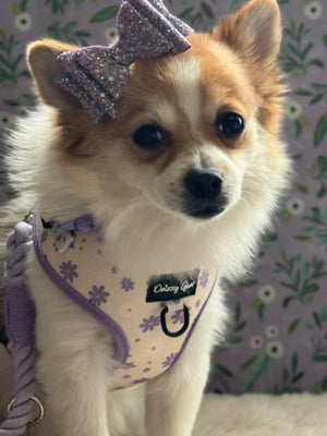 Daisy Dreams Dog Harness Matching Walking Set