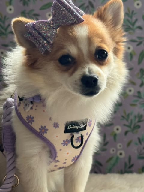 Daisy Dreams Dog Harness Matching Walking Set
