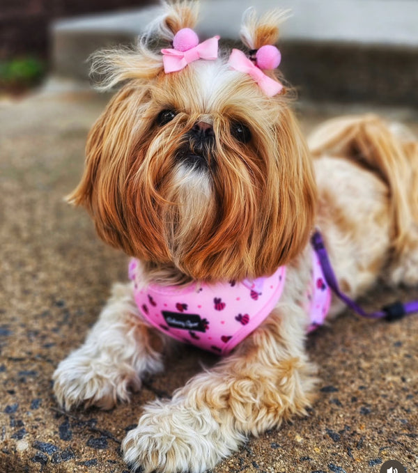 Pink Bees Dog Harness Matching Walking Set