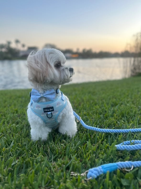 Rainbow Bliss Dog Harness Matching Walking Set