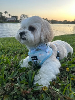 Rainbow Bliss Dog Harness Matching Walking Set