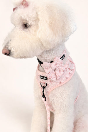 White dog wearing a pink harness with a bow on a white background