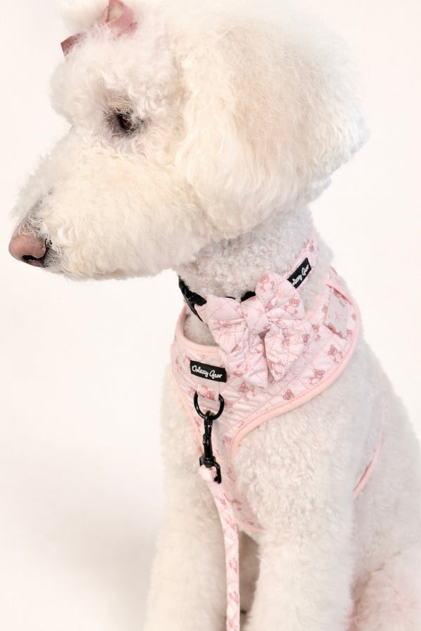 White dog wearing a pink harness with a bow on a white background