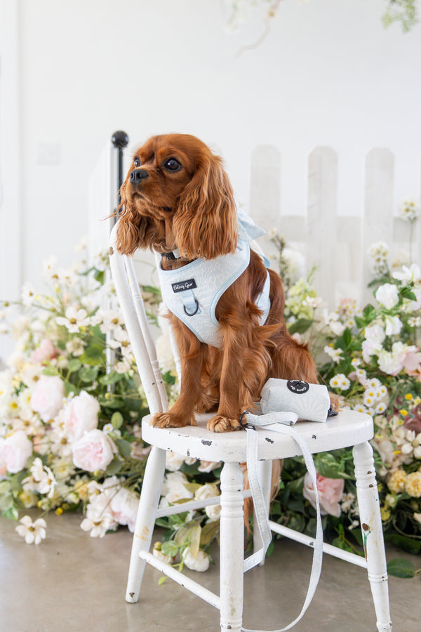 Divine Petals Sky Blue Floral Dog Matching Set.