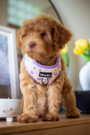 Daisy Dreams Purple Dog Mom Twinning Bundle ( Dog Walking Set + Matching Bag)