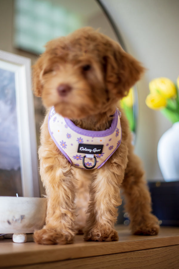 Daisy Dreams Purple Dog Mom Twinning Bundle ( Dog Walking Set + Matching Bag)