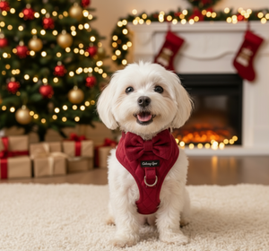 Pup Wishes Dog Matching Set - Limited Edition- Coming Soon