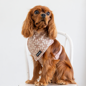 Dog wearing a patterned bandana sitting on a white chair against a white background