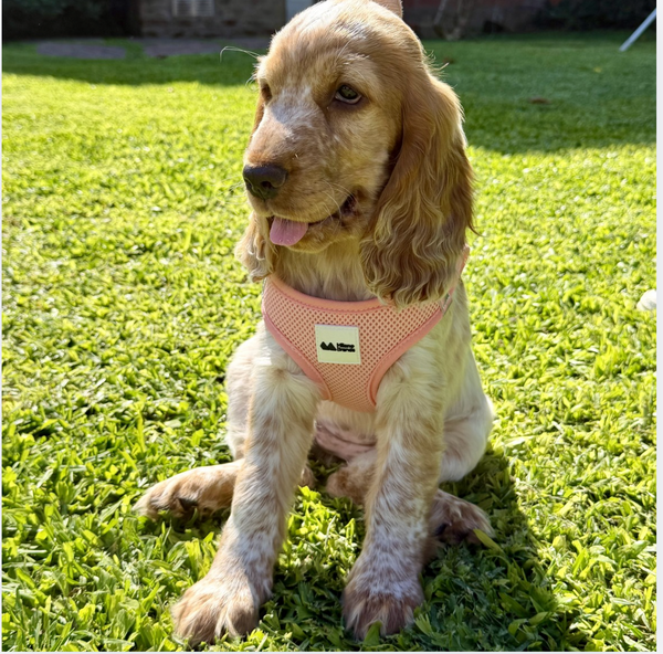 Pink Step-In Mesh Dog Vest Harness for small dogs and cats