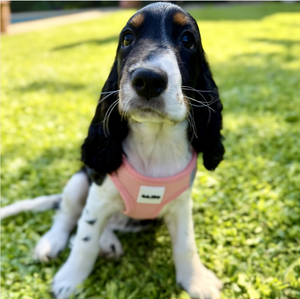 Pink Step-In Mesh Dog Vest Harness for small dogs and cats