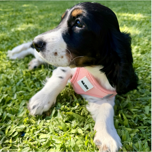 Pink Step-In Mesh Dog Vest Harness for small dogs and cats