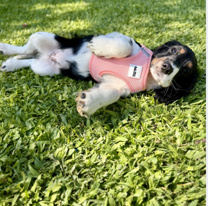 Pink Step-In Mesh Dog Vest Harness for small dogs and cats