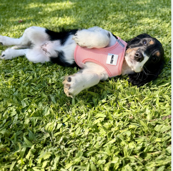 Pink Step-In Mesh Dog Vest Harness for small dogs and cats