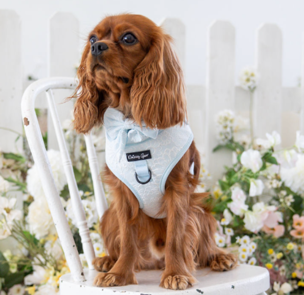 a cute dog on a chair wearing the divine petals matching set