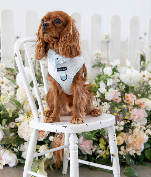 a cute dog wearing the divine petals matching set