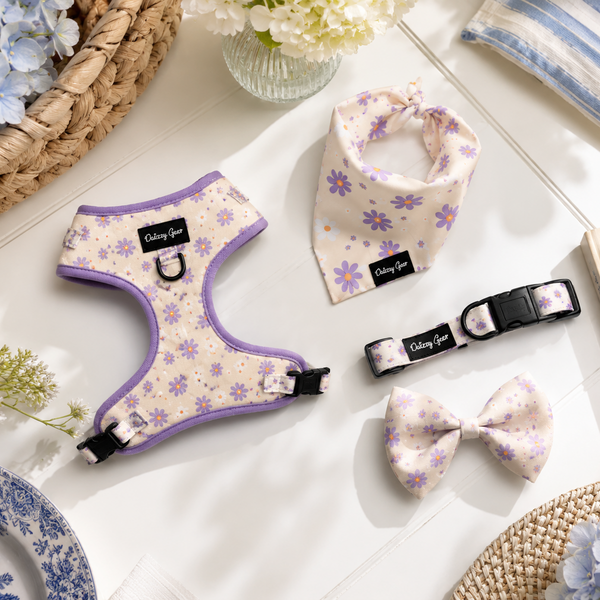 Pet accessories including a harness, collar, and bow tie with floral pattern on a white surface.