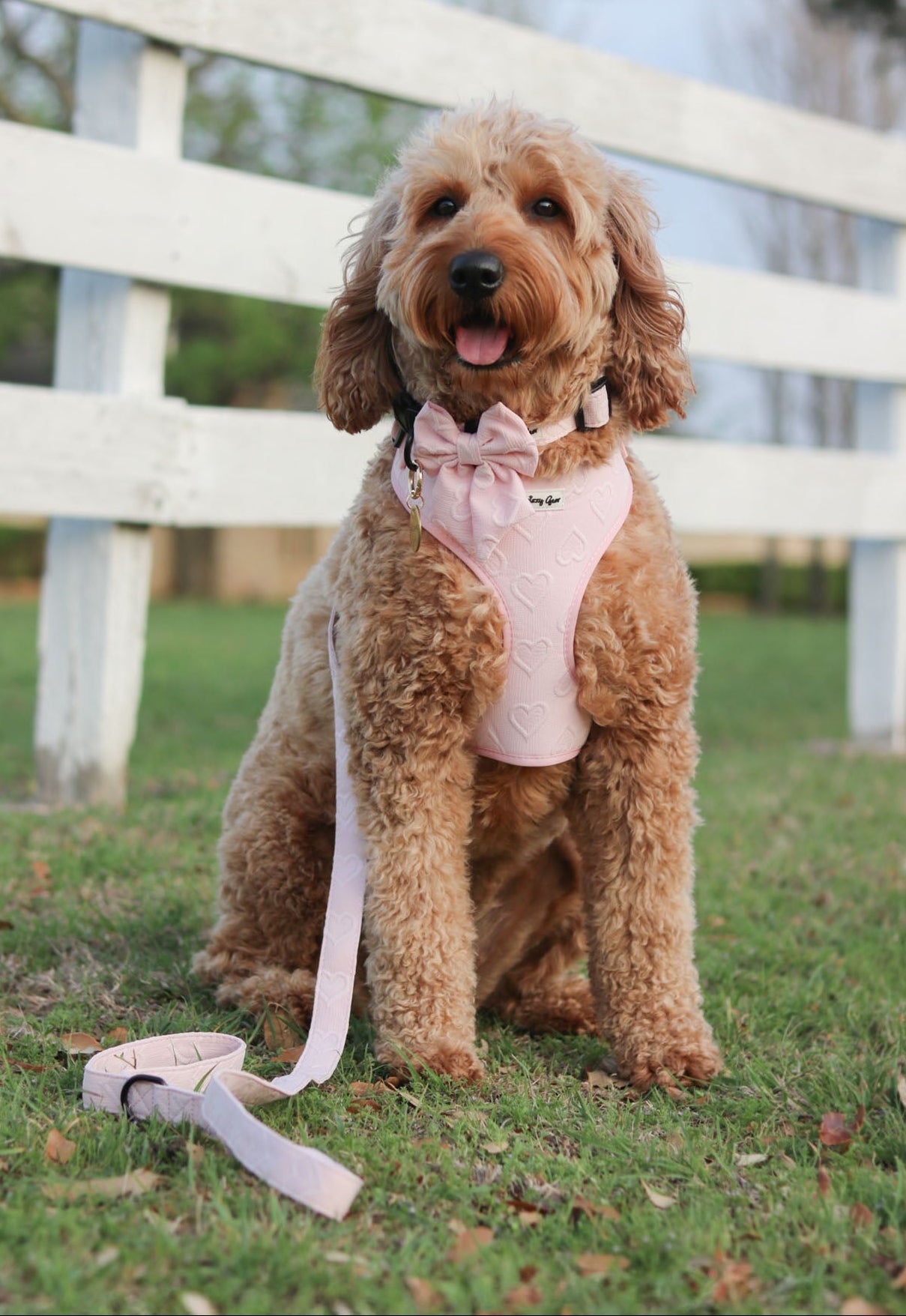 cute dog wearing a daizzy gear matching set