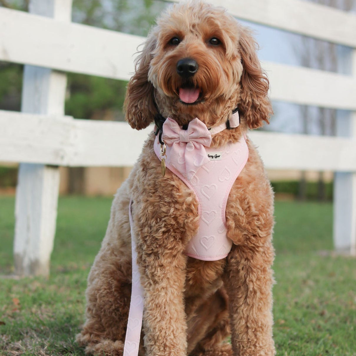 cute dog wearing a daizzy gear matching set