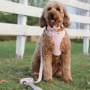 Dog wearing a pink outfit with a white leash in front of a white fence.