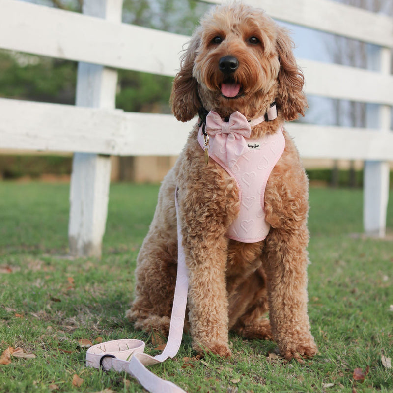 Dog wearing a pink outfit with a white leash in front of a white fence.
