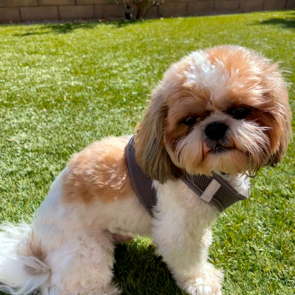 Grey Step-in Vest Harness for Small Dogs & Cats