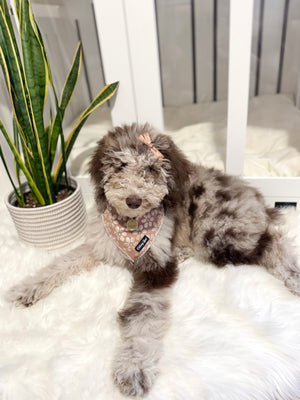 Cocoa Bloom Floral Dog Matching Set
