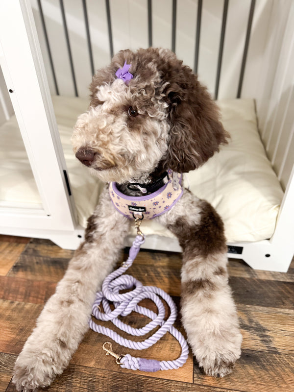 Purple Chic 4-Piece Dog Matching Set- Daisy Dreams