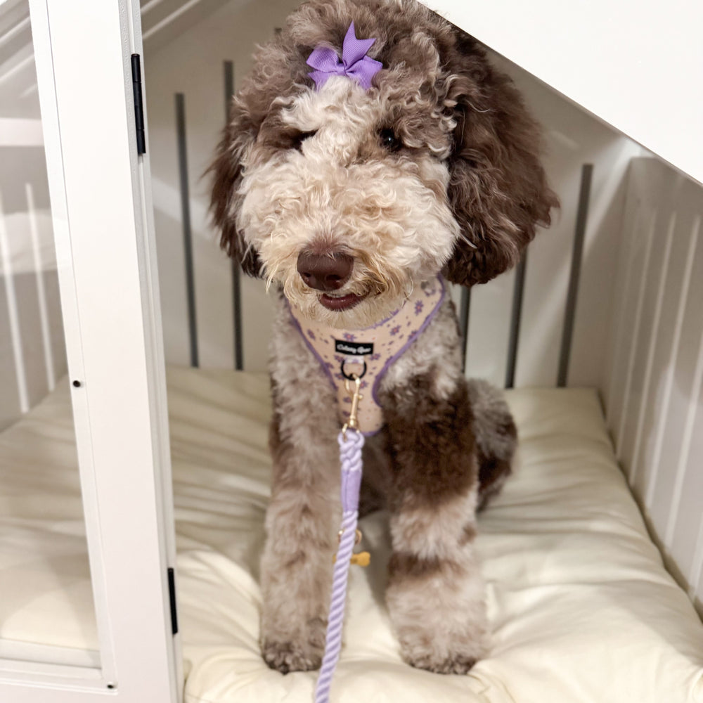 Pet harness, collar, and bow tie set with purple floral pattern on a white background