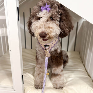 Small dog with a purple bow and leash sitting on a white cushion inside a white pet crate.