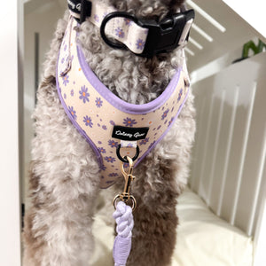 Dog wearing a floral harness and leash with a white background