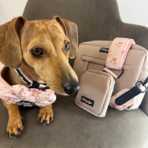 A dachshund wearing a pink patterned pet sweater sits on a gray upholstered chair next to a matching beige pet backpack with pink floral straps. The backpack has a black label that reads 'Daisy Dog'.