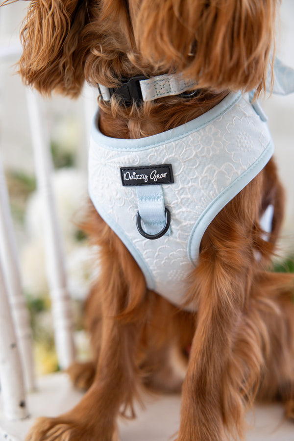 Divine Petals Sky Blue Floral Dog Matching Set.