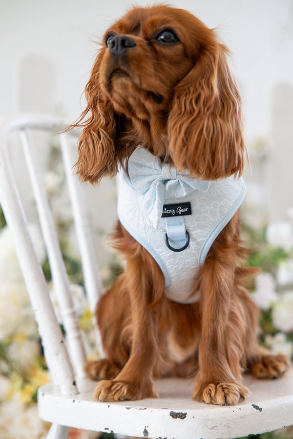 Divine Petals Sky Blue Floral Dog Matching Set.