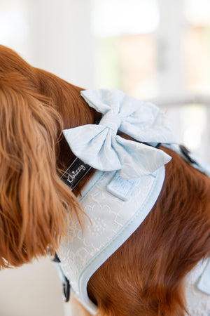 Divine Petals Sky Blue Floral Dog Matching Set.