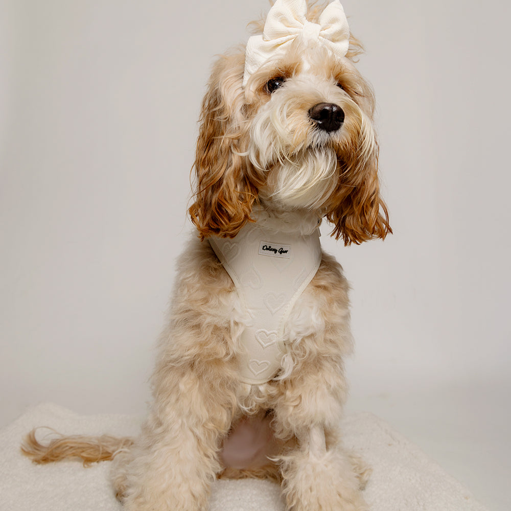 Ivory Deluxe 6-Piece Dog Matching Set- Petite Amour