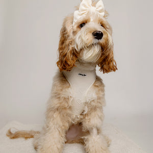 Ivory Deluxe 6-Piece Dog Matching Set- Petite Amour