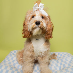 Ivory Deluxe 6-Piece Dog Matching Set- Petite Amour