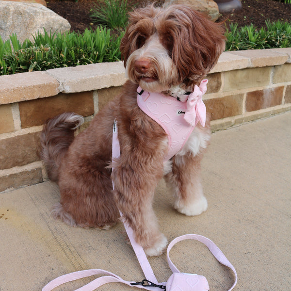 Dog wearing a pink outfit with a leash on a sidewalk