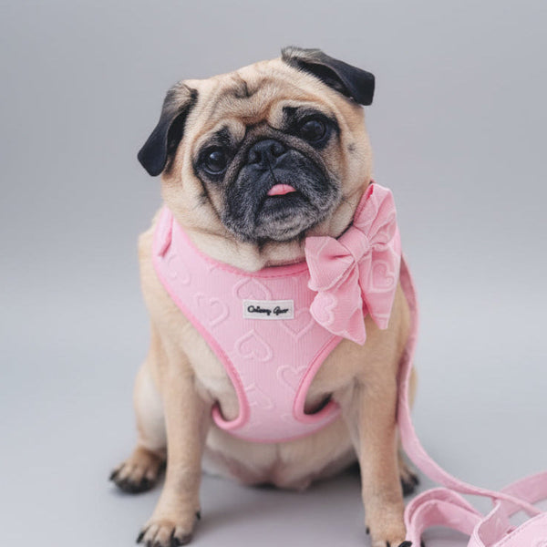 Pug wearing a pink outfit with a bow, sitting on a white surface with heart-shaped decorations in the background.