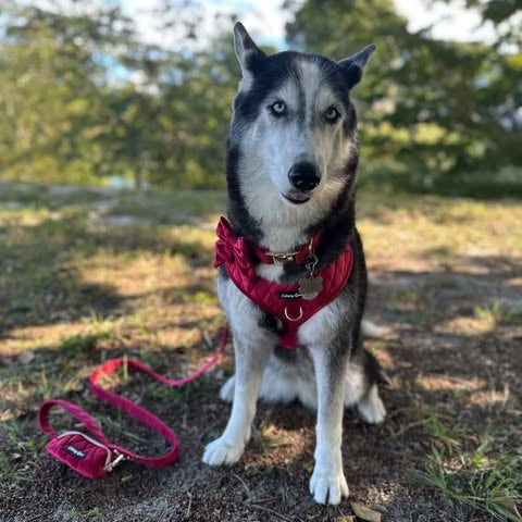 Dog wearing a red harness and leash in a natural setting with trees and grass.
